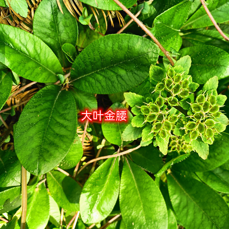 贵州中草深山大叶金腰大虎耳草马耳朵草岩窝鸡岩乌金菜龙香草舌草