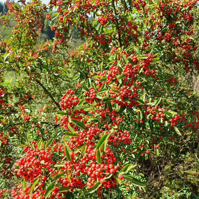 深山火棘果红子母红子刺救军粮火把果红果赤阳子观果装饰老桩造景,传统滋补营养品,其他药食同源食品,淘宝优惠券,粉丝福利购,淘宝优惠卷