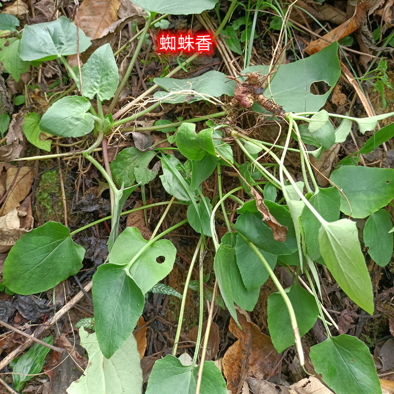 贵州中药材蜘蛛香马蹄香养心莲老虎七乌参缬草土细辛猫儿屎新鲜现