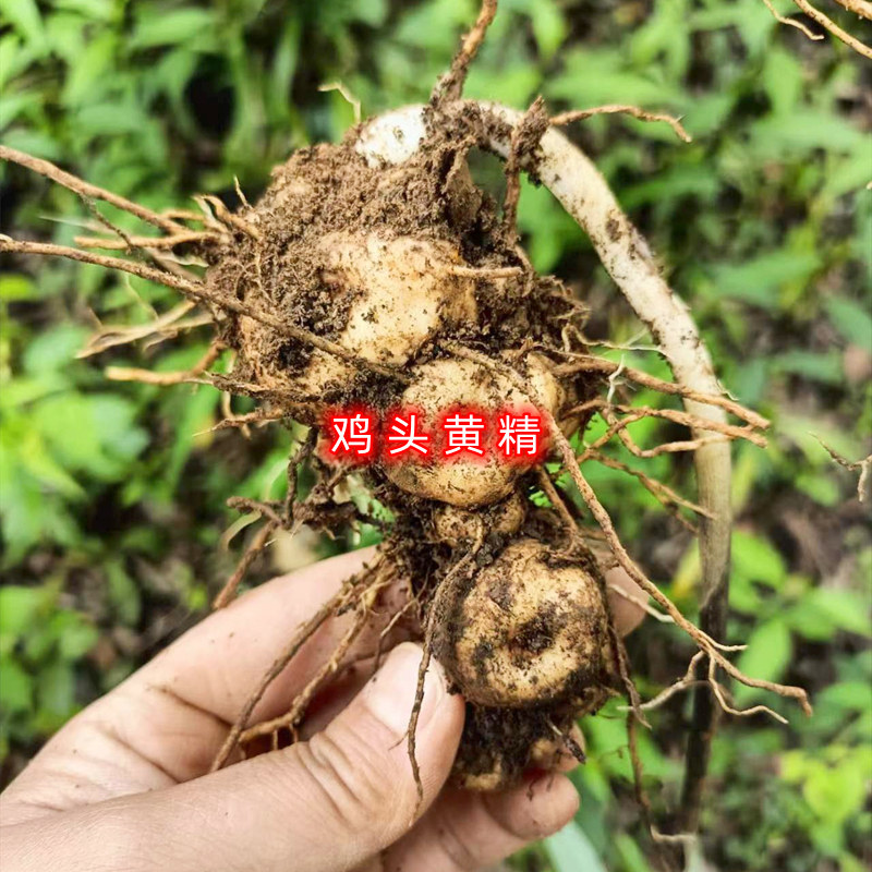 高山中药材500g鸡头黄精鸡爪参老虎姜煲汤食用笔管菜兔竹滋补泡酒