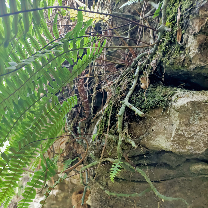 山沟中草药水龙骨草石蚕石青莲青龙骨石豇豆石莲岩鸡尾倒水莲铁打-封面