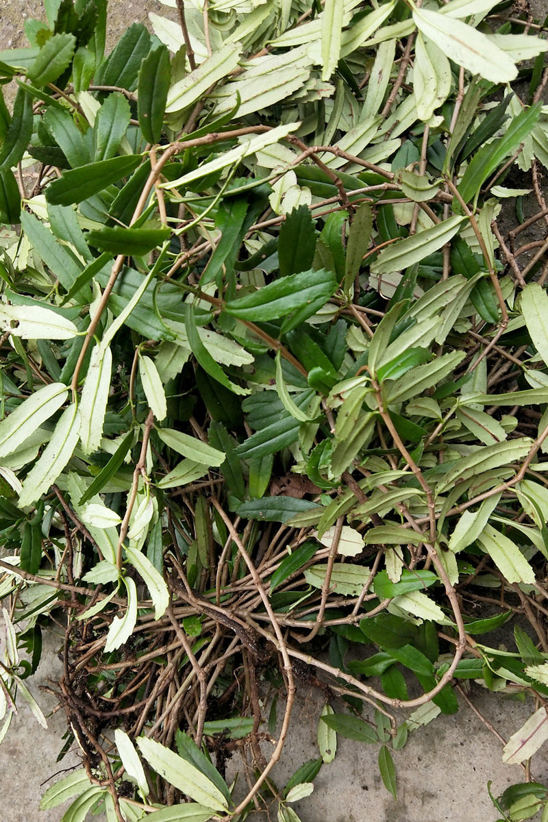 吊石苣苔新鲜采中药才岩石兰巴岩草石花肺红草瓜子菜岩泽兰石吊兰