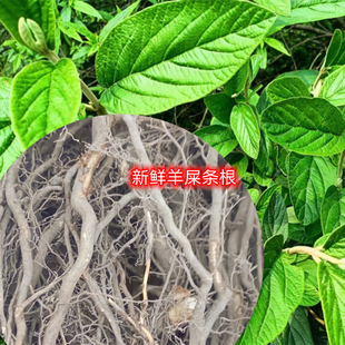 中药材生羊屎条根灰毛条烟管荚蒾羊屎柴羊舌条牛屎柴干根切片500g