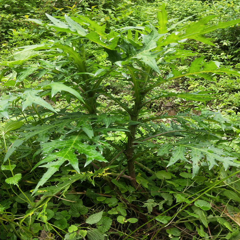 中药材大蓟根大刺盖刺萝卜现挖