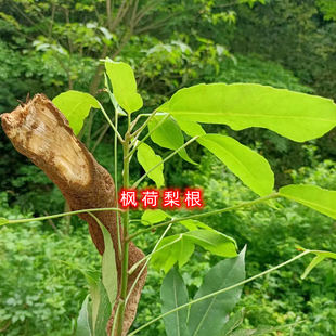 深山中药材枫荷梨根半枫荷鸭脚木鸭脚荷枫荷梨枝叶根 苗 500g现挖