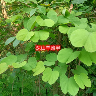 羊蹄甲中药材夜关门羊蹄风生鲜羊爪风羊脚藤牛蹄风紫荆羊蹄甲干根