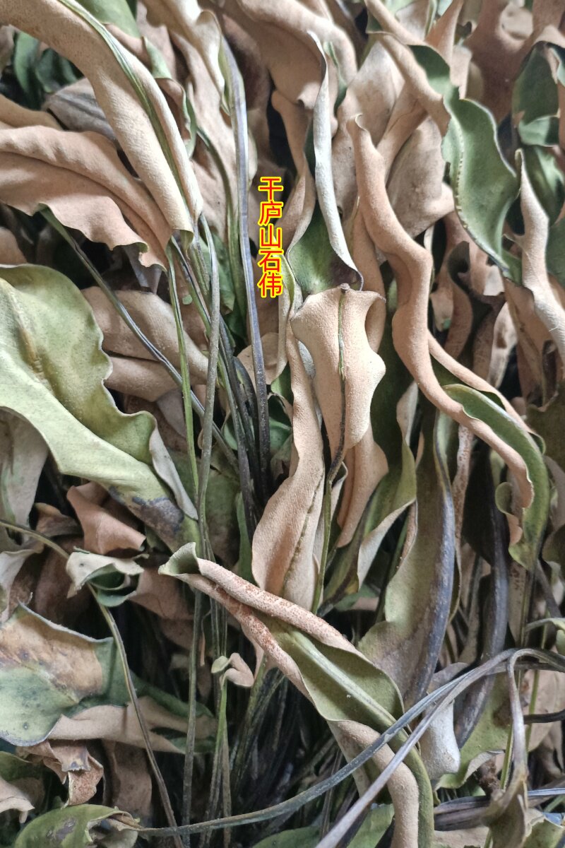 中药材500g庐山石韦大石苇光板石韦牛舌草金星草石背柳干货正品