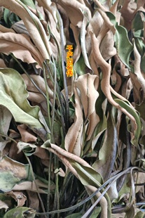 中药材500g庐山石韦大石苇光板石韦牛舌草金星草石背柳干货正品