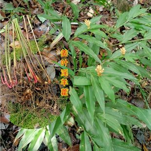 中药材姜叶淫羊藿野山姜见秆风剑杆箭杆风小良姜九连姜干货无硫