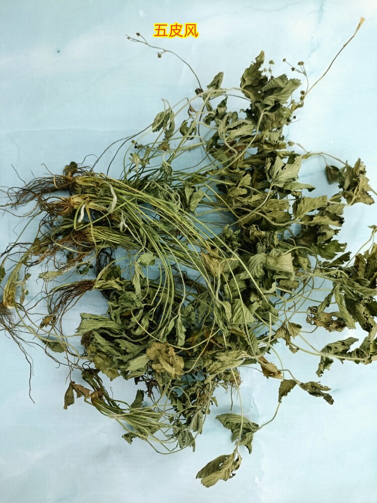 中草药干五皮风五叶梅五皮草五爪龙蛇含委陵菜地五甲无硫无杂质