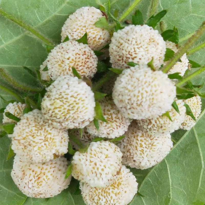 天然生长白米泡白草莓红草莓
