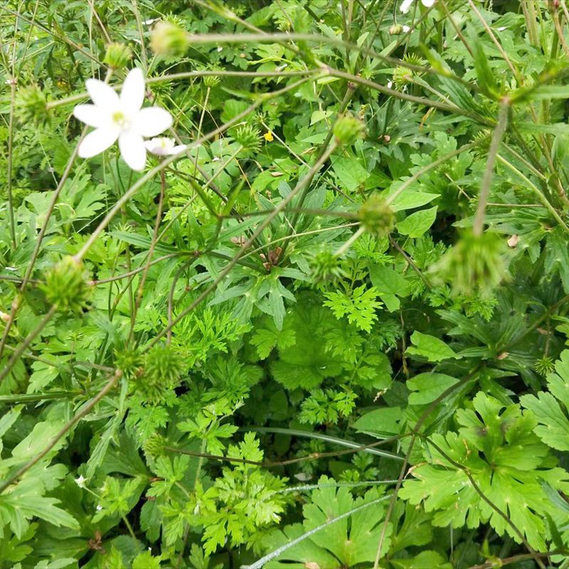 中药材虎掌草根500g见风青溪畔银莲花白花虎掌草狗脚迹五朵云现采