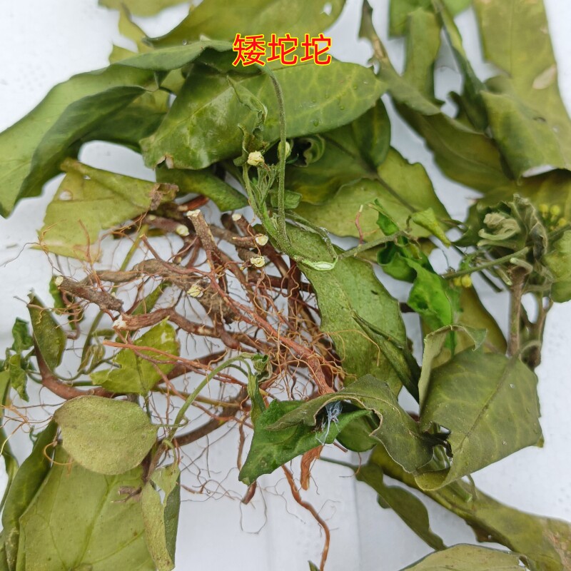 中药材矮坨坨小地黄连小独角根千年矮地柑子单叶地黄连干货500g