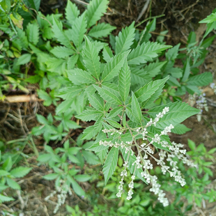 深山药材黄荆条黄荆子布荆子五指枫黄荆五指柑泡澡枝叶根驱蚊现采
