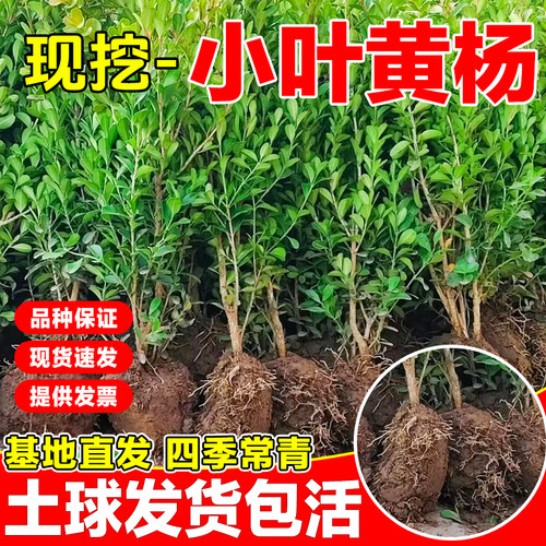 （小二推荐）兮兮源黄杨树苗批发