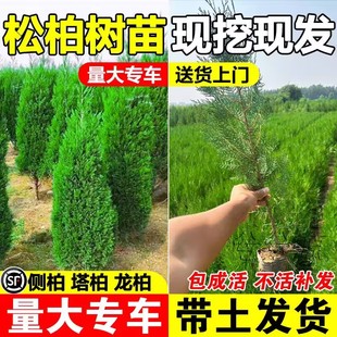 侧柏树苗盆景盆栽墓前树侧柏籽塔柏龙柏松柏树苗带土发货四季常青