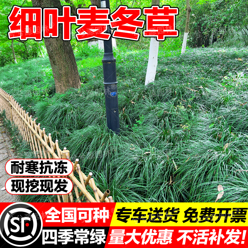 细叶麦冬草苗沿阶草玉龙草四季常青园林工程庭院小区绿化植物地被
