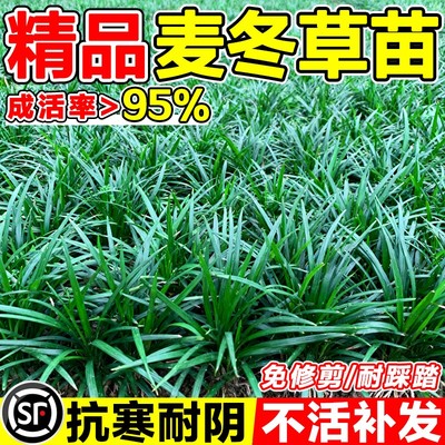 日本麦冬草玉龙草现挖现发包成活