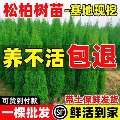 松柏树苗四季常青柏树塔柏侧柏大号树苗道路绿化易活好养圆柏松树