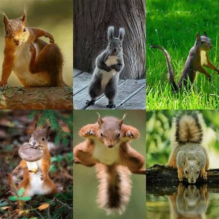 松鼠贴纸实拍小动物可爱治愈风景贴画diy手机手账电脑笔记本装饰