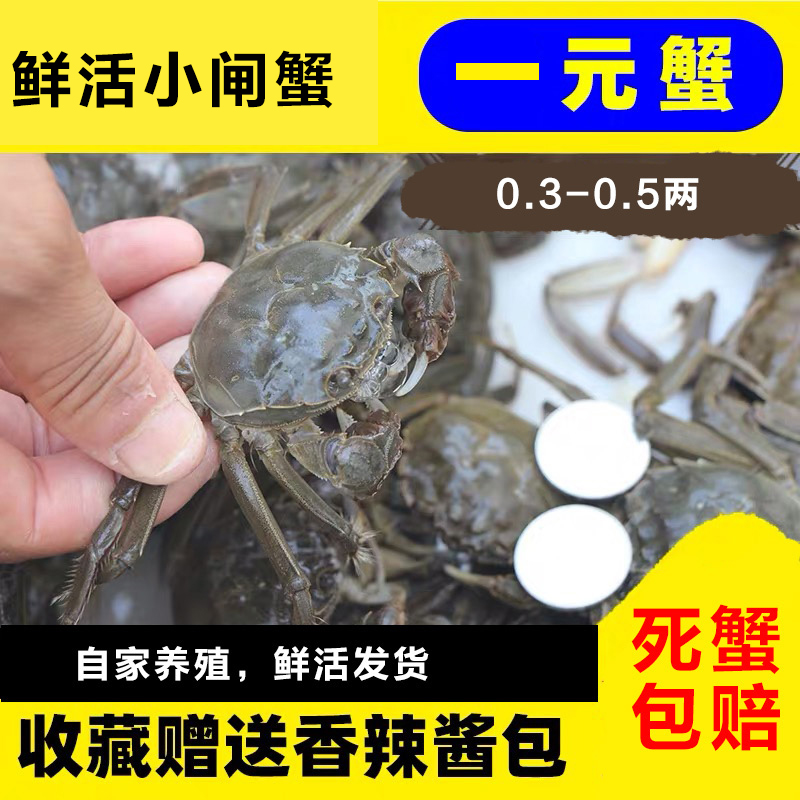 只只满黄鲜活螃蟹真好吃顺丰快递