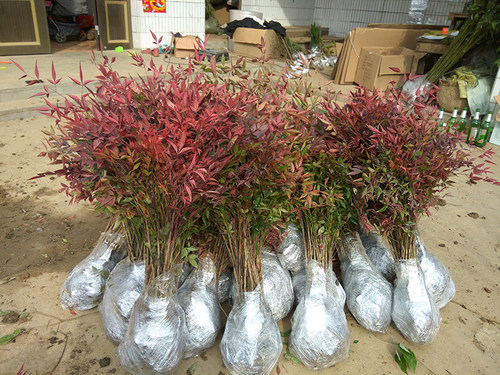 南天竹树苗价格 南天竹树苗图片 星期三