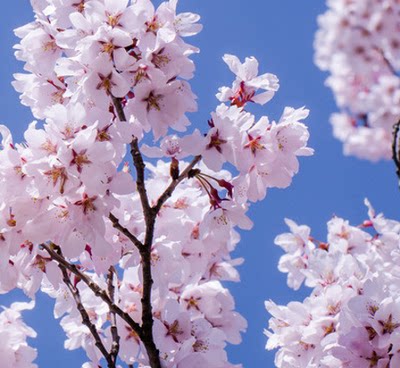 樱花树苗日本重瓣卉早晚樱别墅庭院地栽大型盆南北方耐寒风景植物