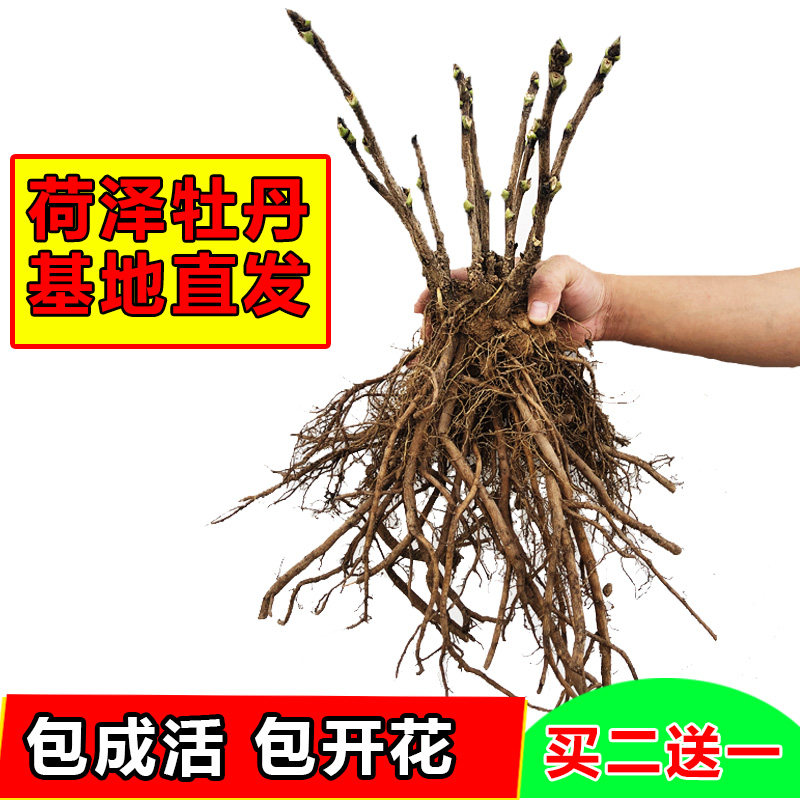 正宗牡丹花苗大苗墨紫含金盆栽花卉大花重瓣四季开花阳台庭院植物