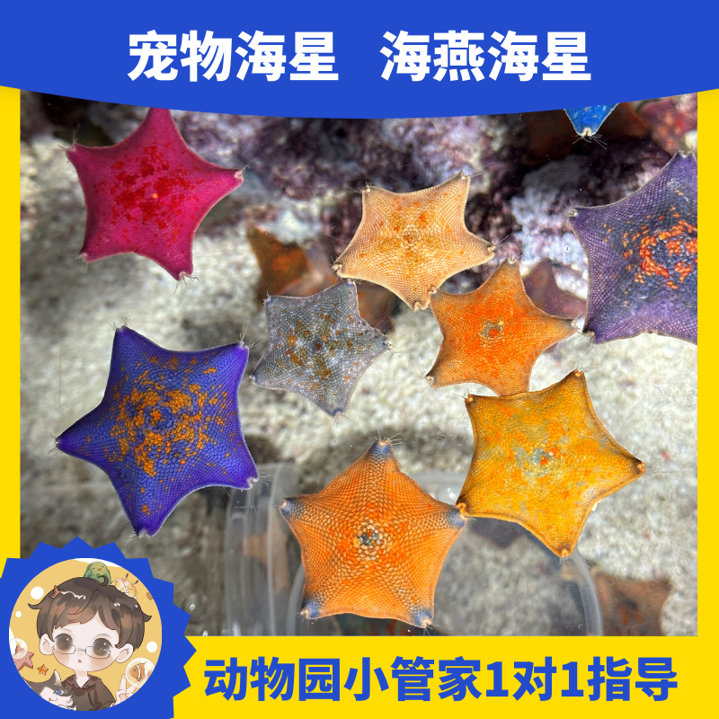 海星海燕宠物桌面懒人好养