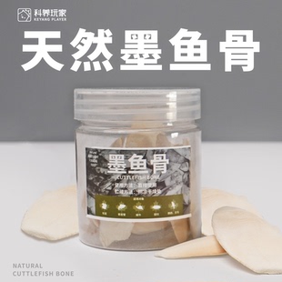 【鼠妇主粮&零食&补剂】宠物鼠妇饲养补钙墨鱼骨脱盐无盐帮助蜕皮