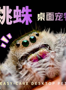 跳蛛卢卡斯小黑动物园好养学生