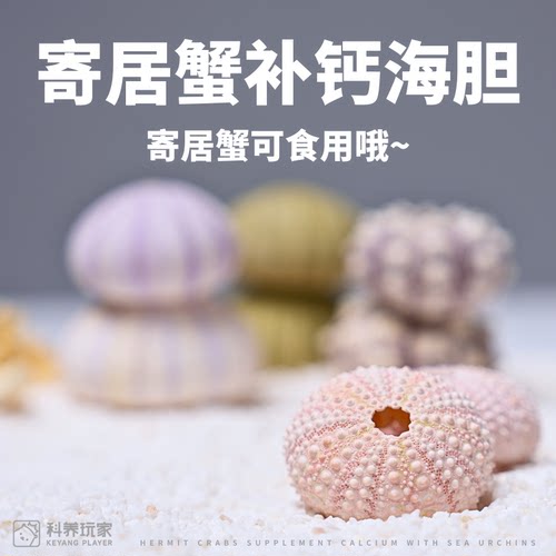 【寄居蟹补钙】墨鱼骨海胆干海星干寄居蟹补钙蜕皮神器造景装饰