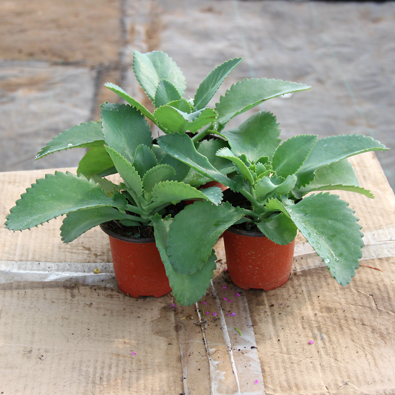 落地生根宽叶不死鸟多肉植物景天科办公室内花卉植物盆栽