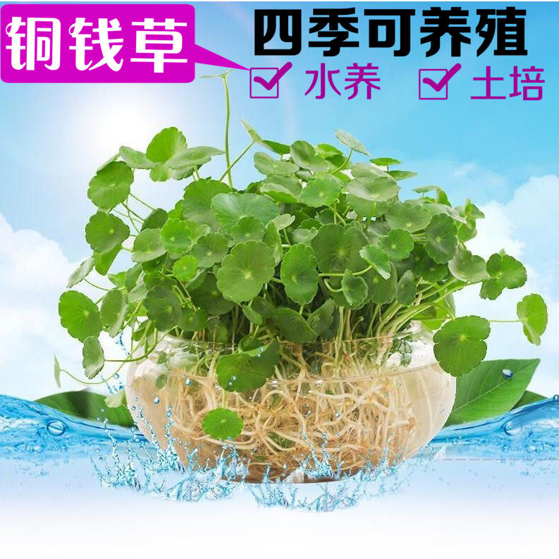 水培植物铜钱草办公室盆栽金钱草室内水养花卉绿植花苗四季常青