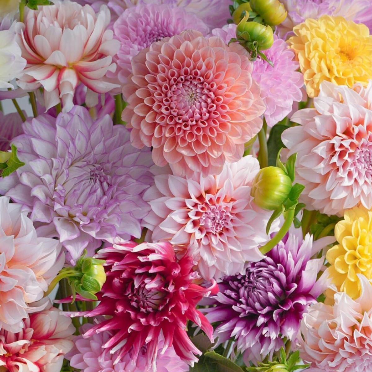 盆栽庭院四季大丽花种球