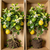 香水柠檬树盆栽果树苗柠檬树苗室内客厅植物带果四季 可食用柠檬苗