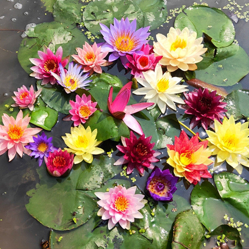 水生花卉水养微型小睡莲种根碗莲花水培植物荷花盆栽迷你睡莲根茎