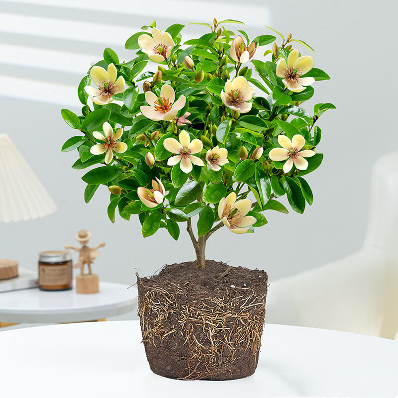 含笑花盆栽盆景浓香花卉绿植物黄花紫红花含笑梅白兰花香蕉花树苗