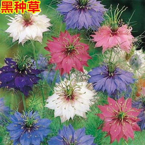 黑种草种子混色香草波斯宝石黑子草室外庭院鲜花景观花海四季花籽