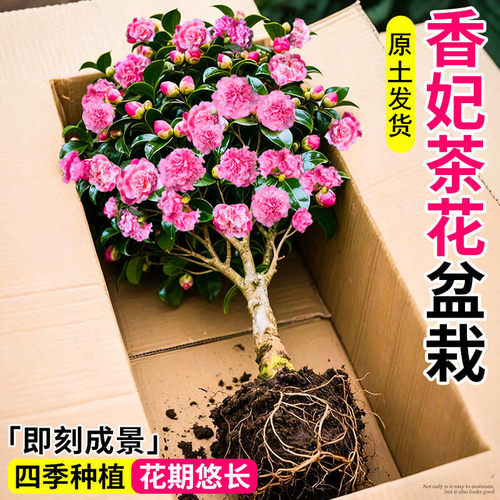 浓香五色赤丹盆栽四季山茶花