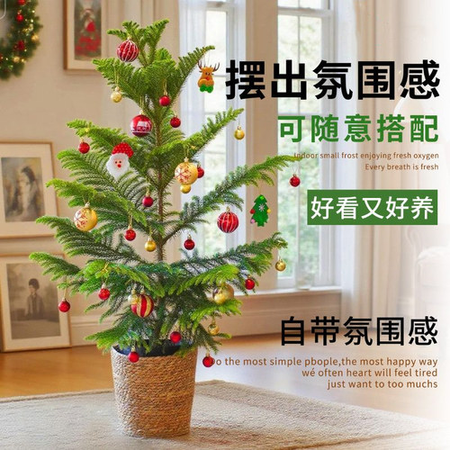 圣诞树南洋杉盆栽四季常青