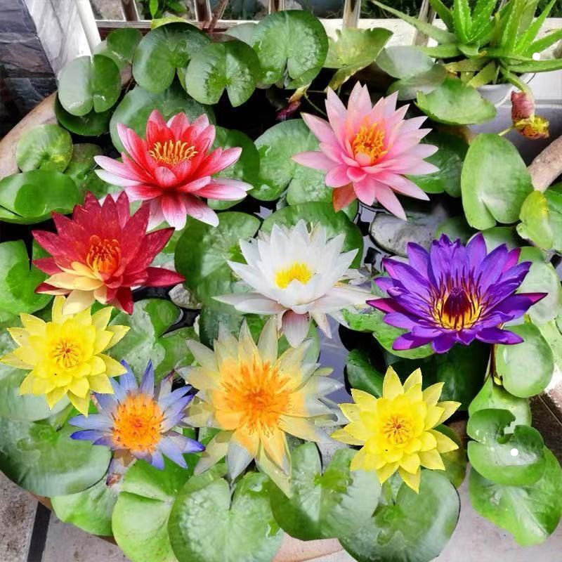 水生花卉水养微型小睡莲种根碗莲花水培植物荷花盆栽迷你睡莲根茎