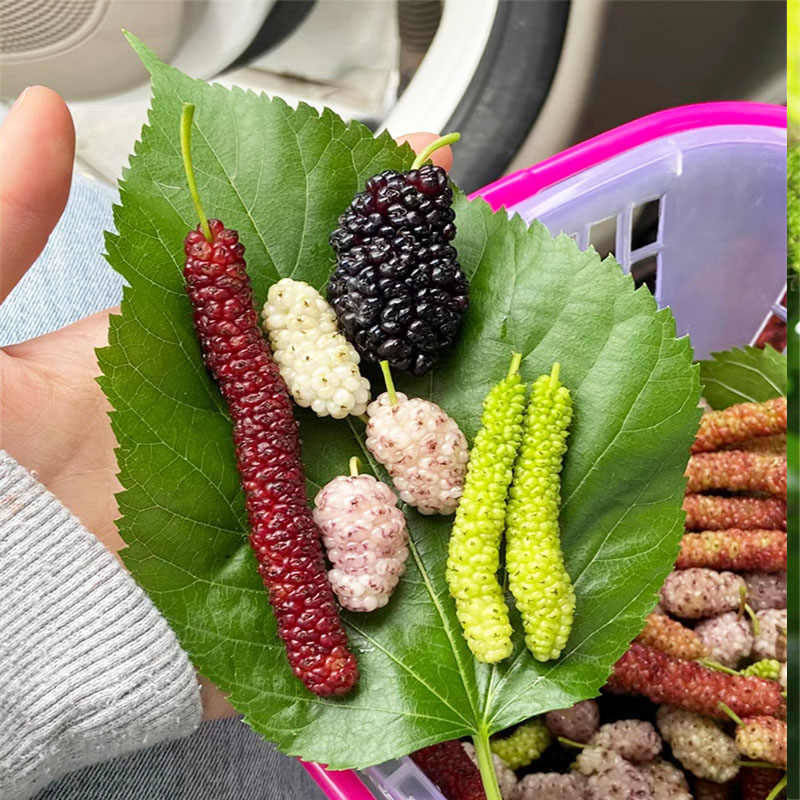 桑葚树苗南方北方种植当年结果食用桑树苗黑桑水果白桑椹四季盆栽