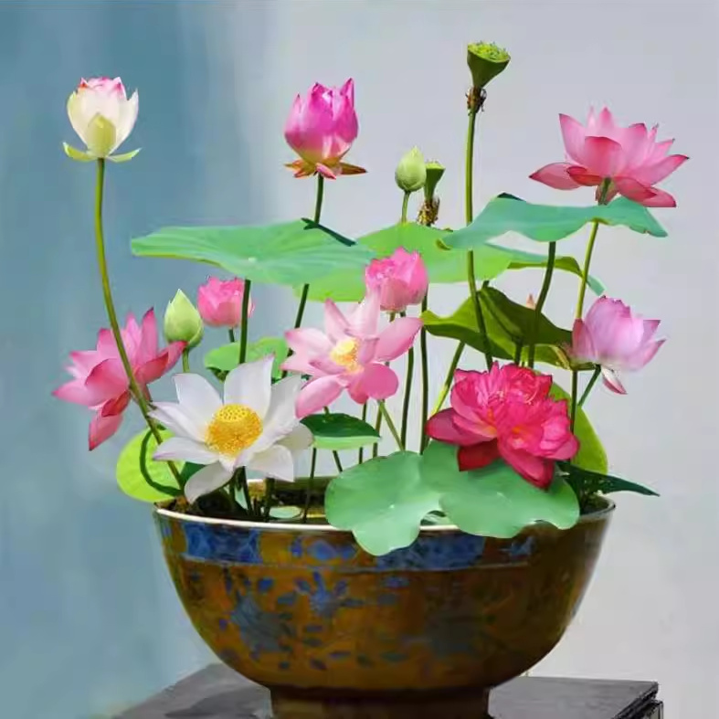 水培植物阳台盆栽小型碗莲