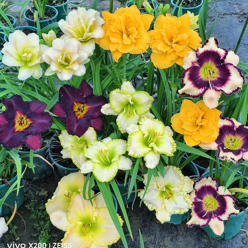 好养大花萱草多年生耐寒耐热