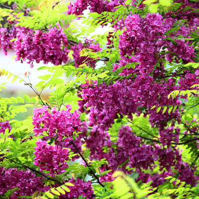 富贵树香花槐树苗庭院花园植物