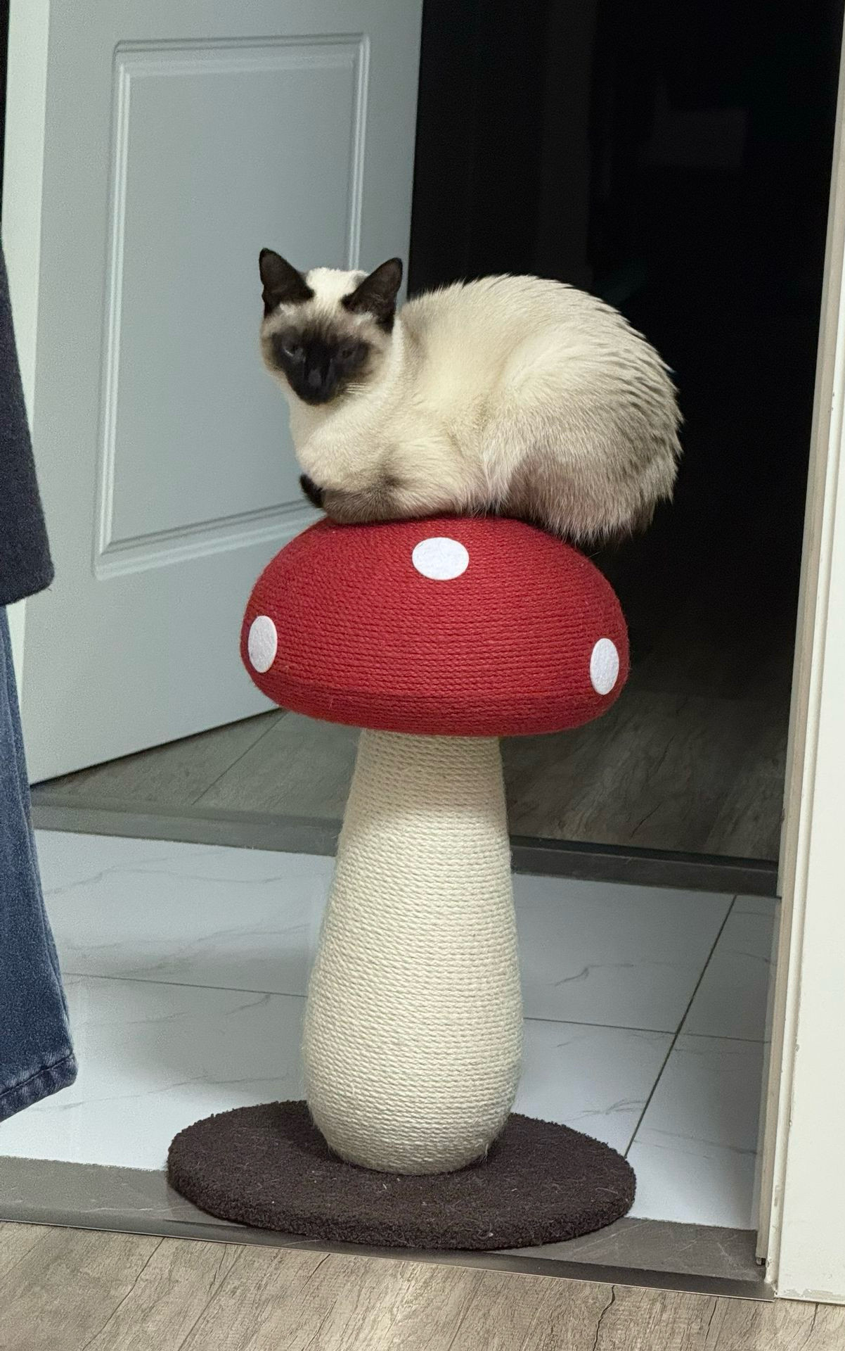 红蘑菇猫抓板猫咪玩具新款可爱剑麻耐磨不掉屑立式一体磨爪