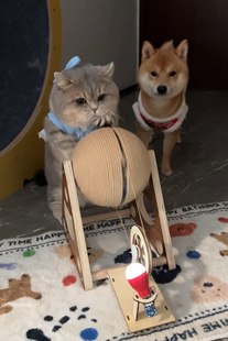 新款可爱猫咪滚球发电机猫咪发电球猫咪玩具小猫发电机猫猫发电机