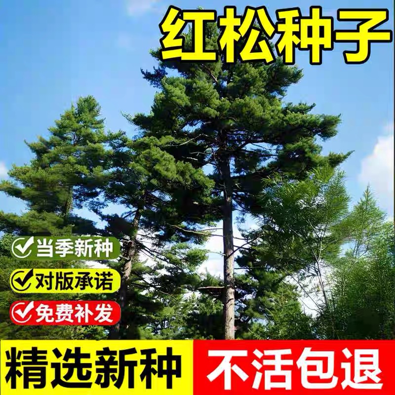 当年新采红松种子海松果松韩松红果松室外景观造林常绿乔木树种籽