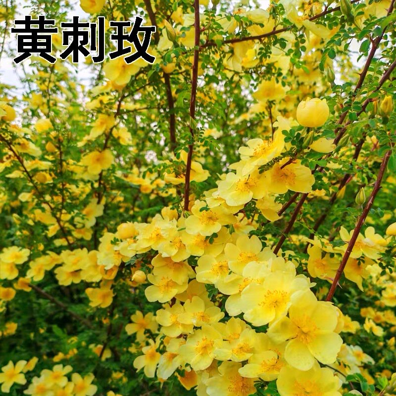 黄刺玫种子四季播种开花破皮刺玫花种子室外花种籽子庭院花籽种子